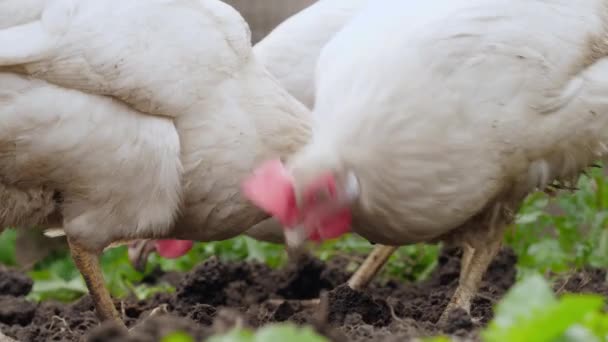 Chickens Row Ground Search Worms — Stock Video