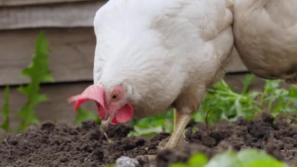 Ayam Berjalan Sekitar Taman Dan Mematuk Cacing — Stok Video
