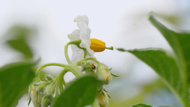 Planta Con Flores Primavera Flor Blanca — Vídeos de Stock