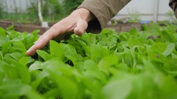 Gärtnerhand Läuft Den Wipfeln Der Pflanzen Garten Entlang — Stockvideo