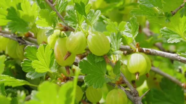 Grosellas Arbusto Jardín — Vídeos de Stock