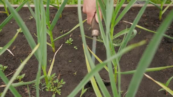 Camas Procesamiento Azada Con Cebollas Verdes — Vídeos de Stock