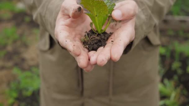 Sadzonki Roślin Rękach Ogrodnika — Wideo stockowe
