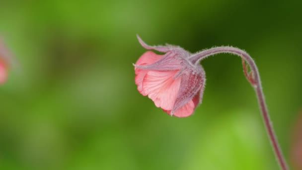 Pink Flower Background Greenery Garden — Stock Video