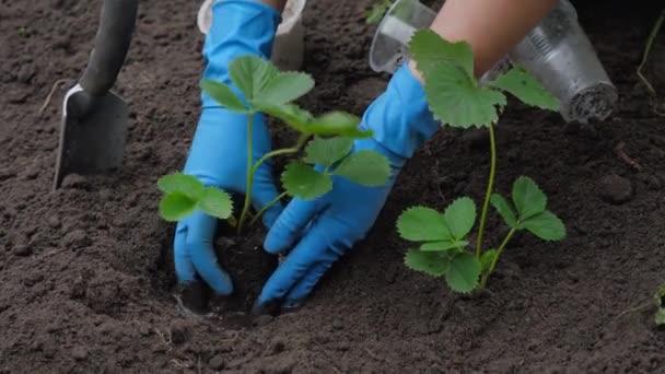 手袋植物のイチゴの苗の手 — ストック動画