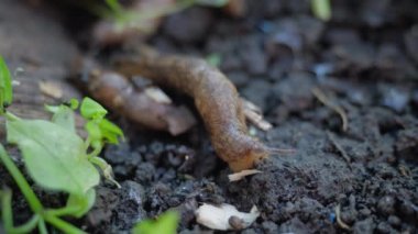 Bahçedeki sümüklüböcekler yerde sürünüyorlar. Boynuzlarını oynatıyorlar. Yeşillik ye
