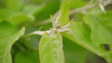 Karınca ağacın yaprakları üzerinde sürünüyor.