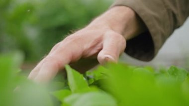 Bahçıvanın eli bahçedeki bitkilerin üzerinden geçer. yakın plan