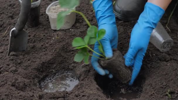 Plantando Morangos Mãos Luva Plantam Mudas — Vídeo de Stock