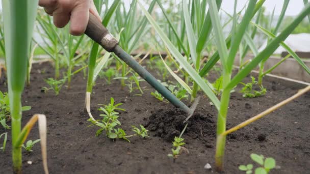 정원사의 마늘을 바닥의 토양을 느슨하게 만든다 — 비디오