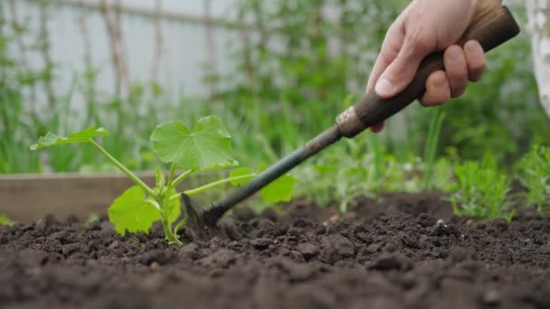 Ręka Ogrodnika Rozluźnia Glebę Obok Rośliny — Wideo stockowe