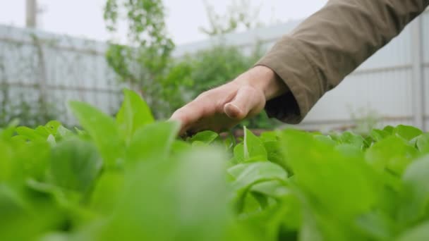 Zahradníkova Ruka Běží Vrcholcích Rostlin Zahradě — Stock video