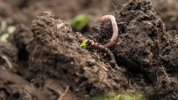 Two Worms Crawl Dung Heap Wriggle One Does Move — Stock Video
