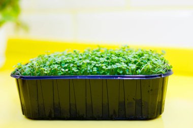 roka mikro yeşillikleri toprağın içinde büyür..