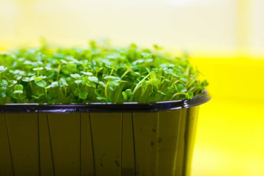 roka mikro yeşillikleri toprağın içinde büyür..