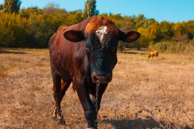Genç bir boğanın portresi. Buzağı otlakta. Kahverengi dana kameraya bakıyor..