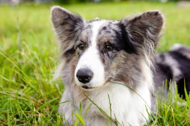 Galli Corgi Cardigan yeşil çimlerin üzerinde