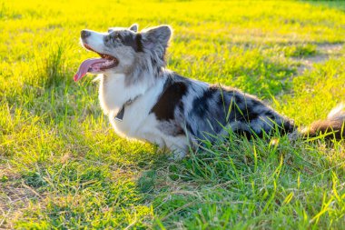 Galli Corgi Cardigan yeşil çimlerin üzerinde