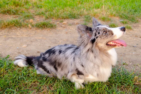 Galês Corgi Cardigan na grama verde ao ar livre — Fotografia de Stock