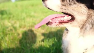 Köpek ağzı açık nefes alır, köpek ateşlidir.