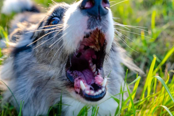 angry dog barks, an open dogs mouth with teeth