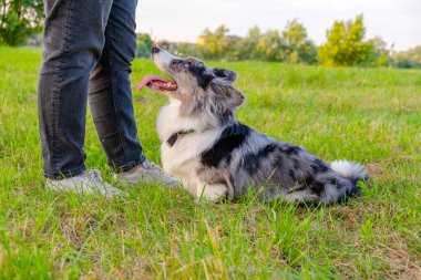 Köpek sahiplerinin emirlerini bekliyor.