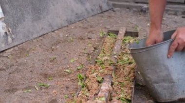 Evcil ördekleri beslemek, evdeki tavukları beslemek. Çiftçilerin elleri rendelenmiş kabak ve kümes hayvanları için salata yapar.