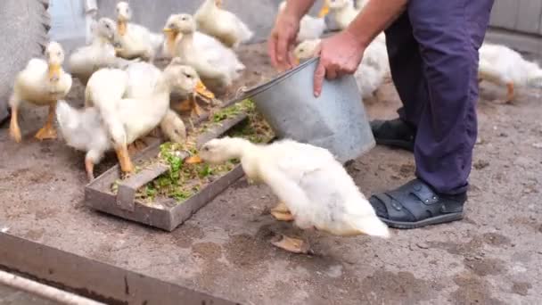 Házi kiskacsák etetése, csirkék etetése otthon. a mezőgazdasági termelők kézzel töltött reszelt cukkini és saláta baromfi számára — Stock videók