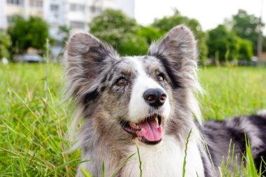 Galli Corgi Cardigan yeşil çimlerin üzerinde