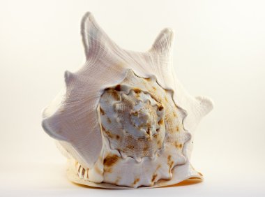 Deniz kabuğu, çizgili görüntüsünü