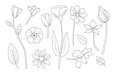 Yabani çiçek koleksiyonu. Çiçekli, papatyalı, lisianthonlu çizimler. Yapraklı ve gül üzümlü dallar. Düğün, logo ya da dövme için tasarım malzemeleri. Vektör illüstrasyonu