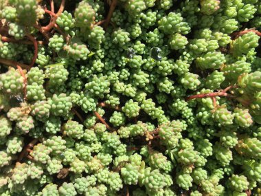 Sedum Diffusum Taş Rop üst görünümü sulandırıyor