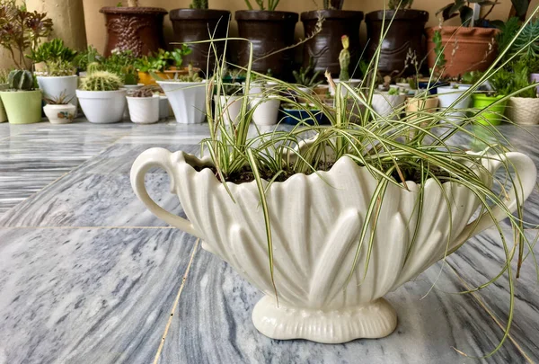 Ribbon grass variegated in a ceramic pot or ornamental grass in a decorative planter