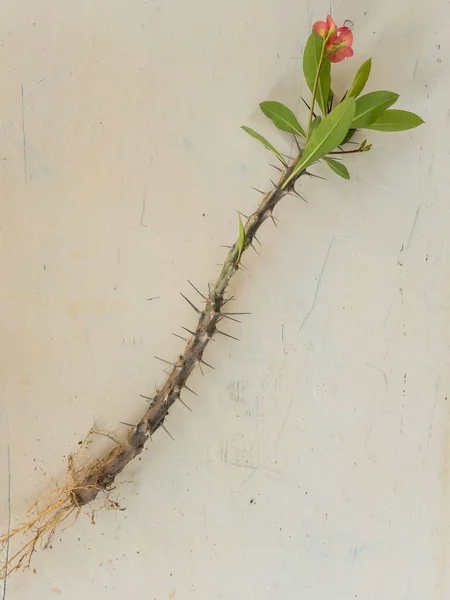 Euphorbia Milii Zamatos Csupasz Gyökér Kijelző Közelkép — Stock Fotó