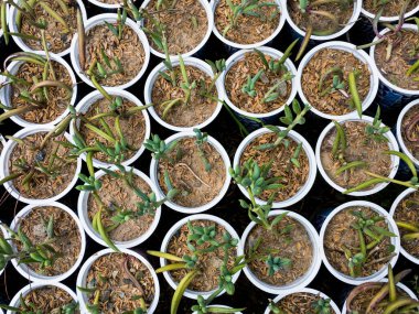 Muz dizisi Senecio radyosunun sulu yayılımı