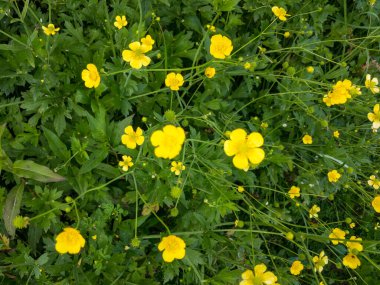 Vahşi sarı çiçekler yakın görünüm