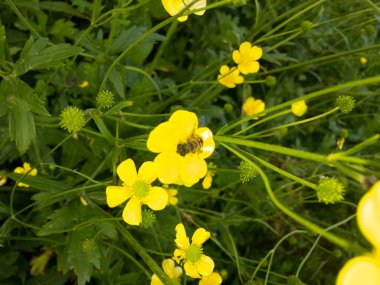 Yabani sarı bir çiçekten nektar toplayan arı.
