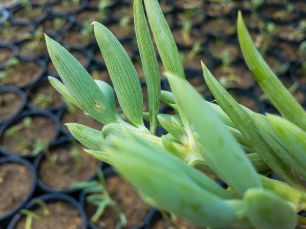 String Pisang Succulent Close — Stok Foto