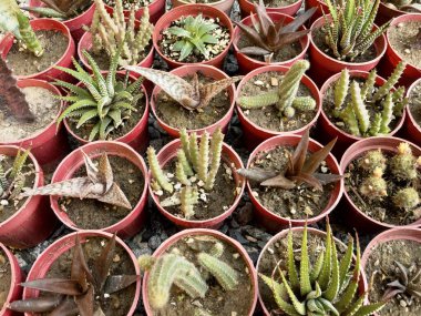 Lezzetler ve kaktüsler küçük plastik kaplara ekilir.