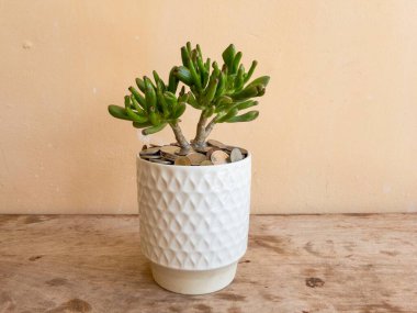 Crassula ovata gollum sulu yakın çekim