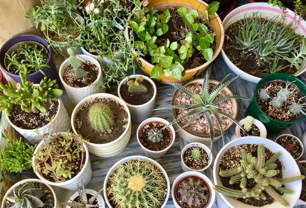 Succulents Kaktusz Növények Gyűjtemény Cserepes Egy Gyönyörű Kerámia Edények Ültetvények — Stock Fotó