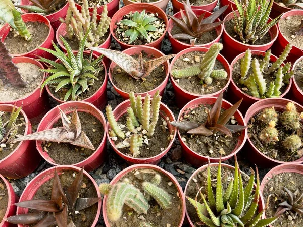Zamatos Gyümölcsök Kaktuszok Kis Műanyag Edényekbe Ültetve — Stock Fotó