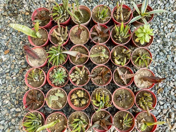 Set Succulent Cactus Plants Displayed Sale Marketplace — Stock Photo, Image