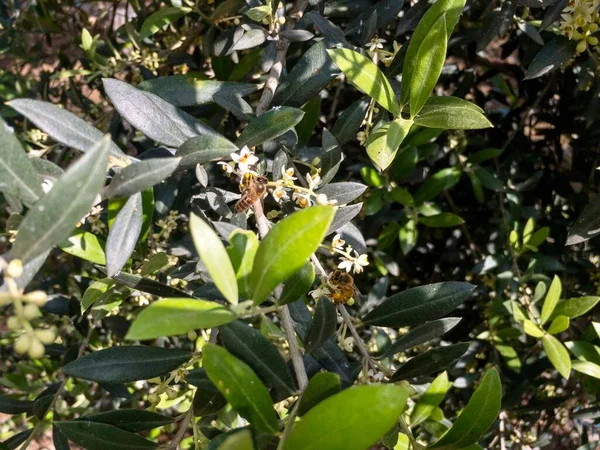 Olive Tree Flowering Spring — Stock Photo, Image