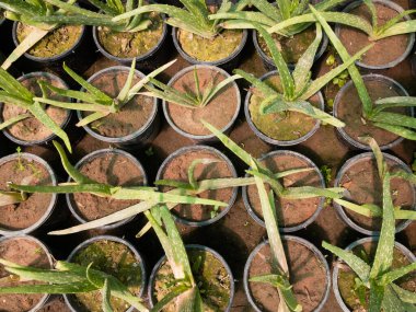 Aloe vera bitkileri çocuk odasında yetişiyor.