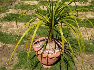 Beaucrnea at kuyruğu palmiyesi ya da fil ayağı bitkisi ya da nolina palmiyesi çok güzel bir yakın plan görüntüsü.