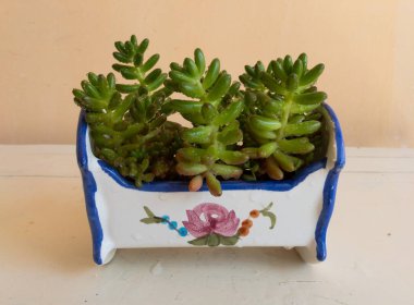 Sedum rubrotinctum jöleli fasulye sulu bitki güzel boyalı seramik ekici yakın plan izole edilmiş.