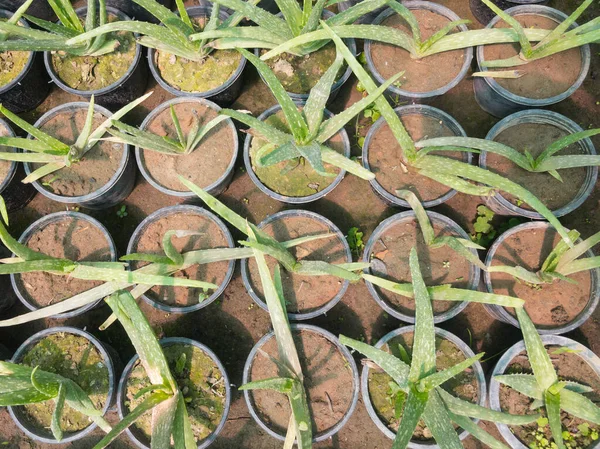 Aloe Vera Plantas Suculentas Vaso Berçário Plástico Preto — Fotografia de Stock