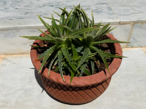 Dyckia Brevifolia Пильный Завод Восковой Листвы Толстые Острые Листья Растения — стоковое фото