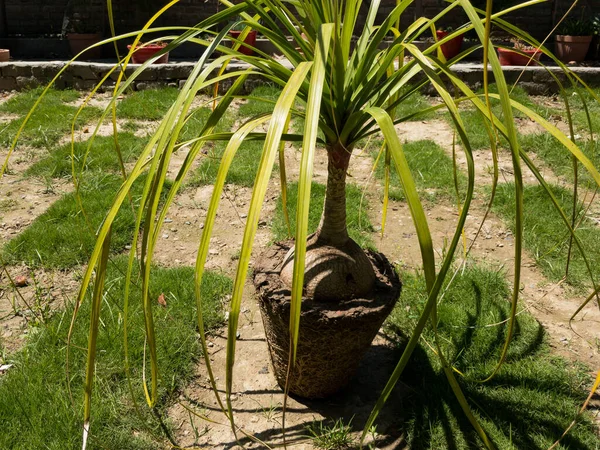 Ponytail Palm Beaucrnea Recurvata Elephant Foot Plant Nonoina Palm 루트킷 — 스톡 사진